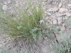 Astragalus physodes
