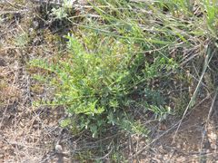 Astragalus physodes