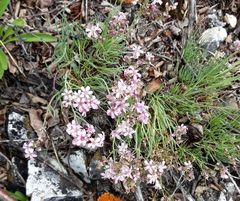 Gypsophila sambukii