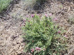 Astragalus physodes