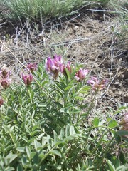Astragalus physodes