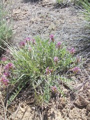 Astragalus physodes