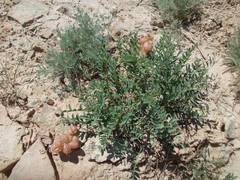 Astragalus physodes