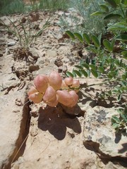 Astragalus physodes
