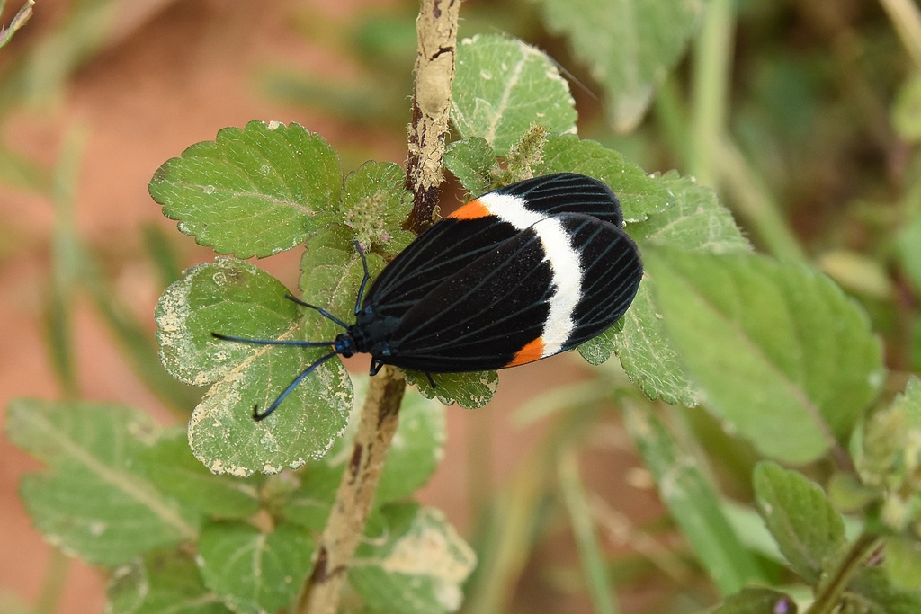 Pidorus albifascia