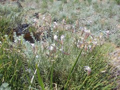 Astragalus pseudotataricus