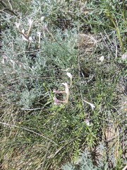 Astragalus pseudotataricus