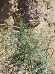 Astragalus pseudotataricus