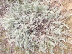 Astragalus dolichophyllus