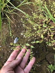 Veronica anagallis-aquatica