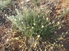 Astragalus ucrainicus