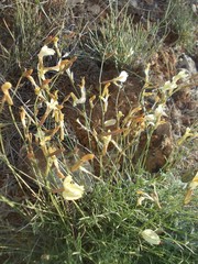 Astragalus ucrainicus