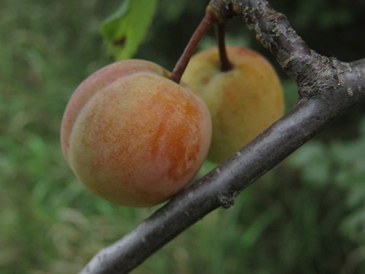 Wild Plum (Trees of Manitoba) · iNaturalist