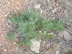 Astragalus ucrainicus
