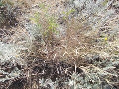Astragalus ucrainicus