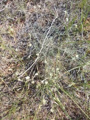 Astragalus ucrainicus