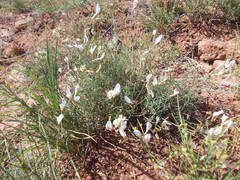 Astragalus ucrainicus