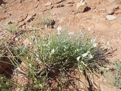 Astragalus ucrainicus