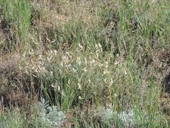 Astragalus ucrainicus
