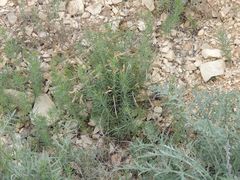 Astragalus ucrainicus