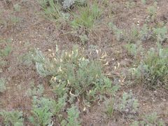 Astragalus ucrainicus