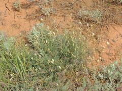 Astragalus ucrainicus