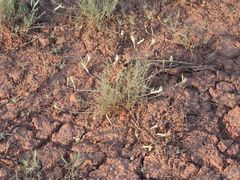 Astragalus ucrainicus