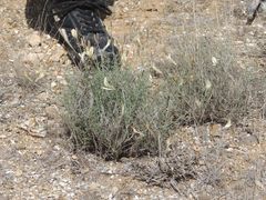 Astragalus ucrainicus