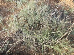 Astragalus ucrainicus