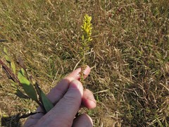 Solidago speciosa rigidiuscula