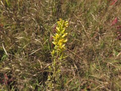 Solidago speciosa rigidiuscula