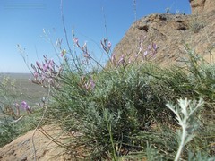 Astragalus skvortsovii