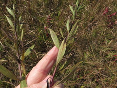 Solidago speciosa rigidiuscula