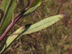 Solidago speciosa rigidiuscula