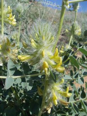 Astragalus vulpinus
