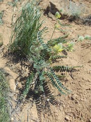 Astragalus vulpinus