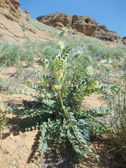 Astragalus vulpinus