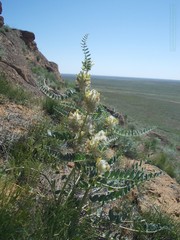 Astragalus vulpinus