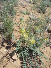 Astragalus vulpinus