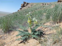 Astragalus vulpinus