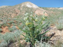 Astragalus vulpinus