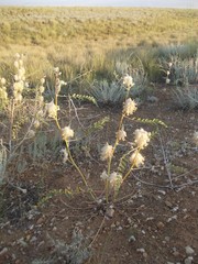 Astragalus vulpinus