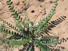 Astragalus vulpinus