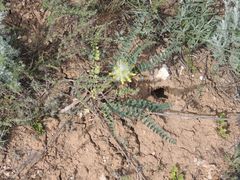 Astragalus vulpinus