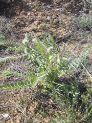 Astragalus vulpinus