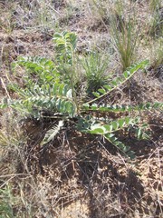 Astragalus vulpinus