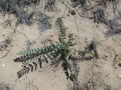 Astragalus vulpinus