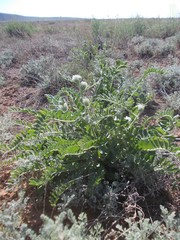 Astragalus vulpinus