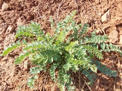 Astragalus vulpinus
