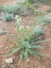 Astragalus vulpinus